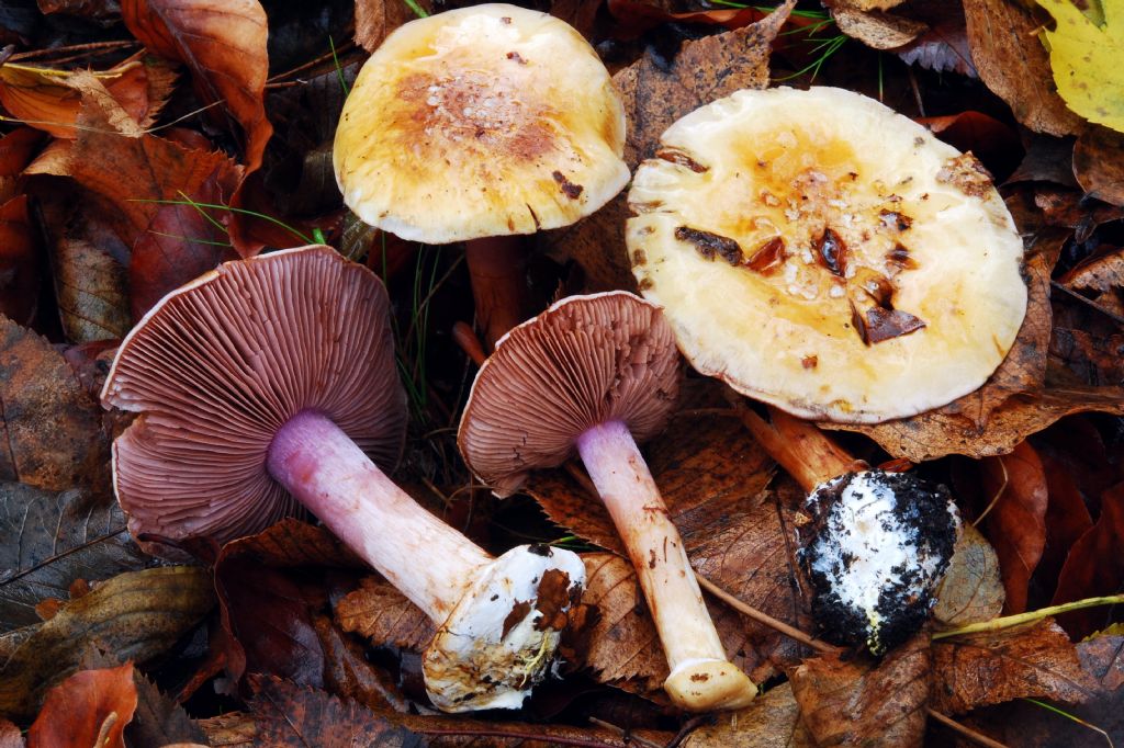 Cortinarius platypus o frondosophilus?? un bel problema..